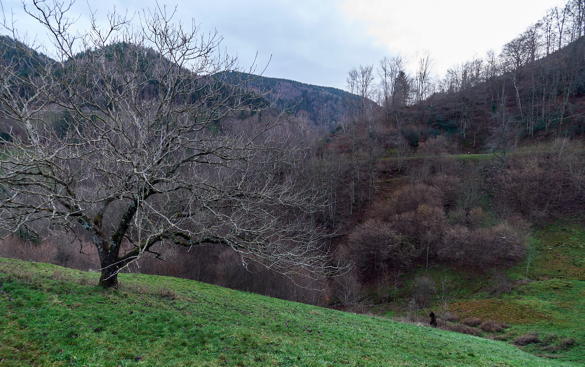  Tree in Obermünstertal in December 