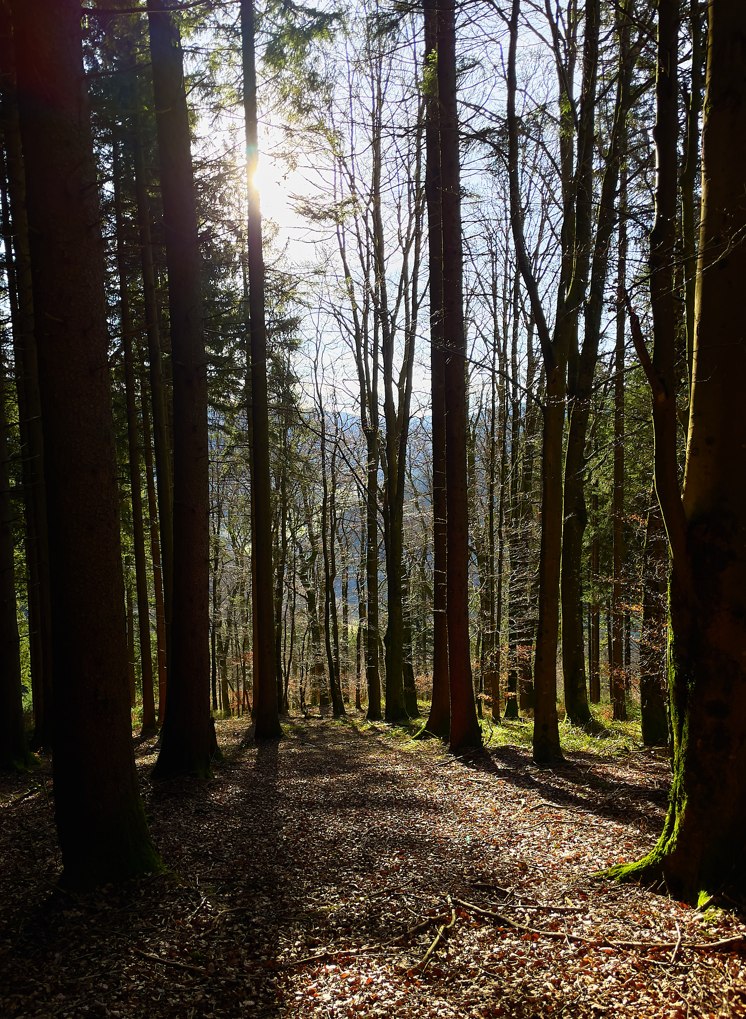  Winter trees, Pfauen, Oberprechtal 