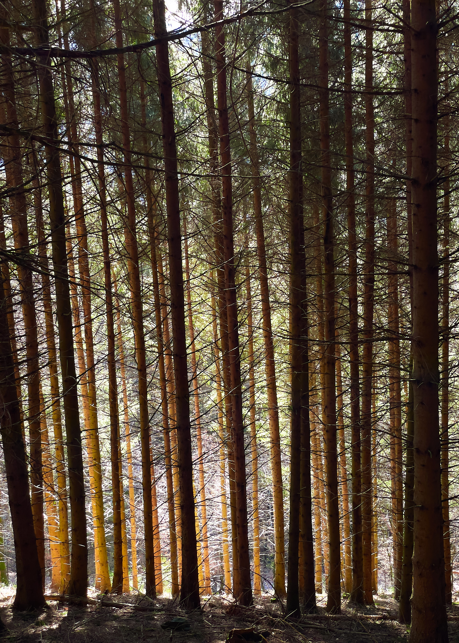  Forest, Pfauen, Oberprechtal 