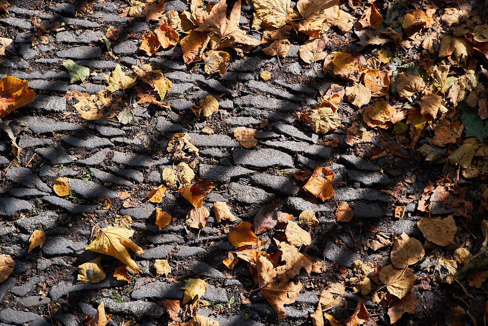  Leaves at Princes Street Gardens 