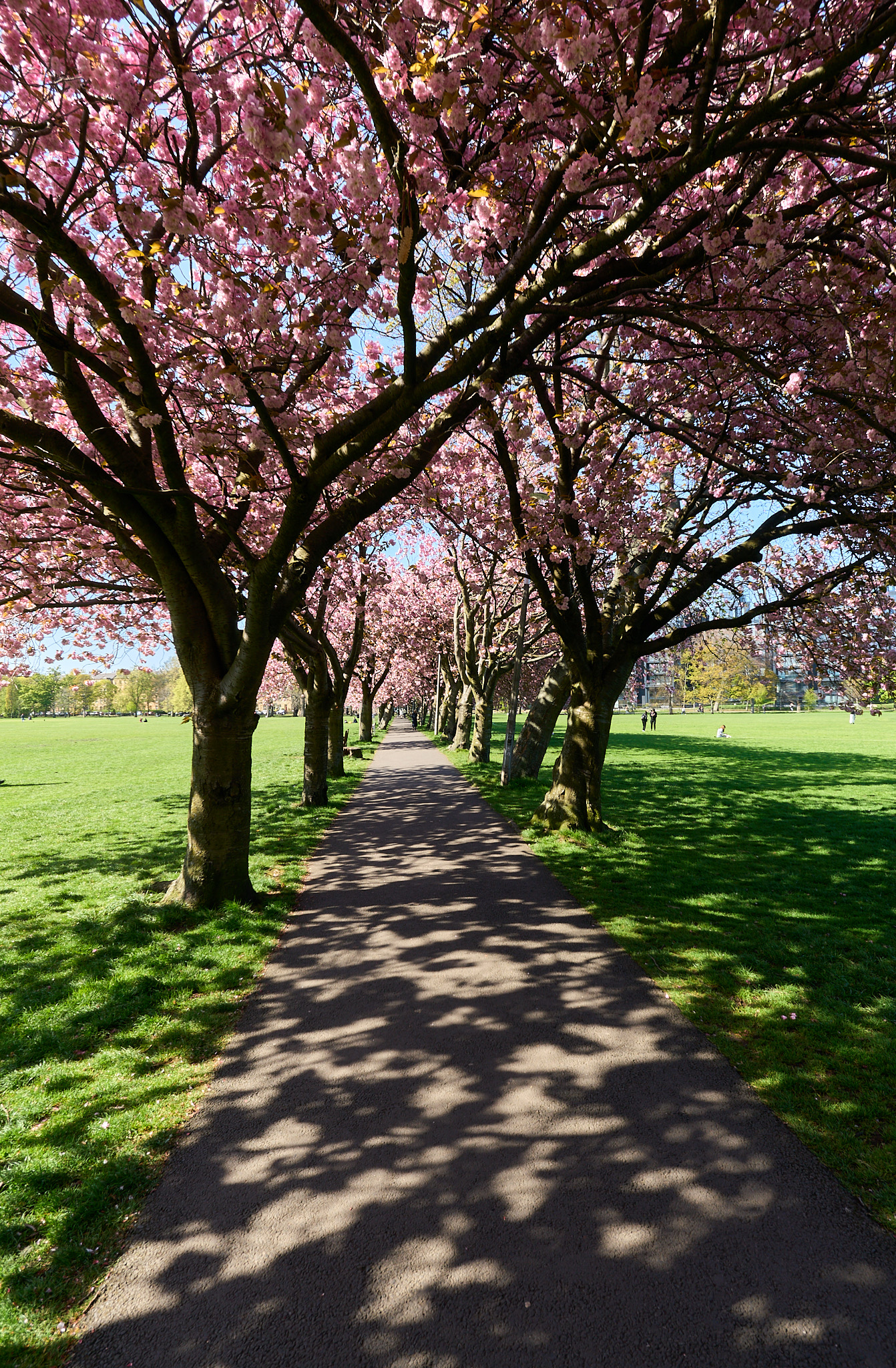  The Meadows in Cherry Blossom bloom 