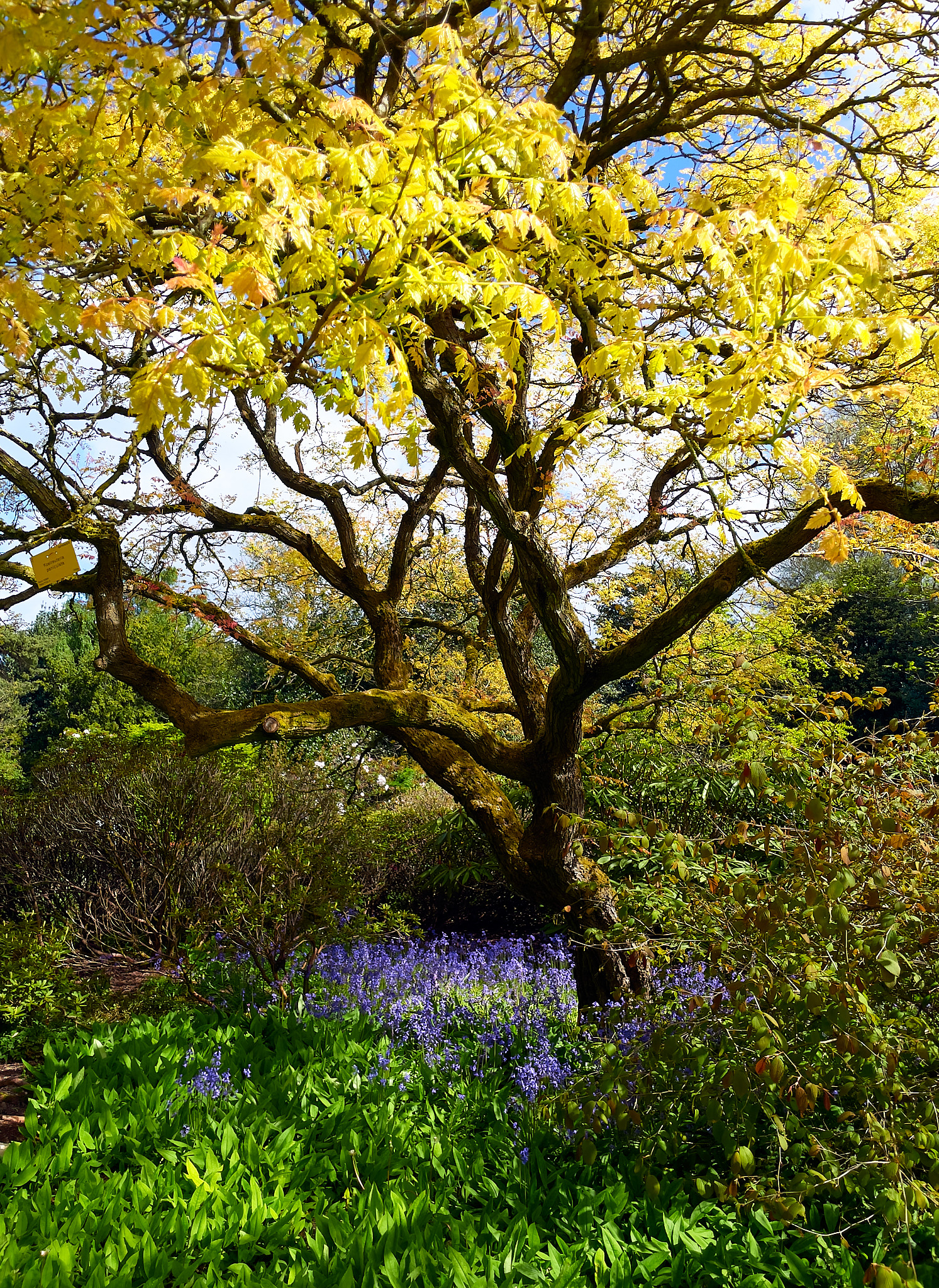  Royal Botanical Garden 