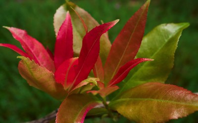  Inverewe Garden, red medlar 