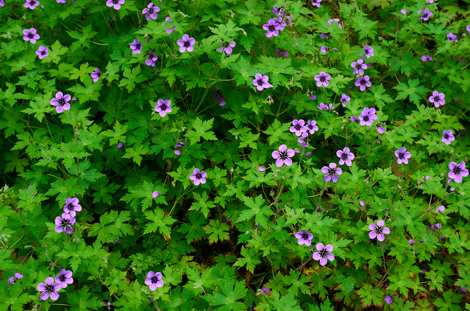  Inverewe Garden, geranium 