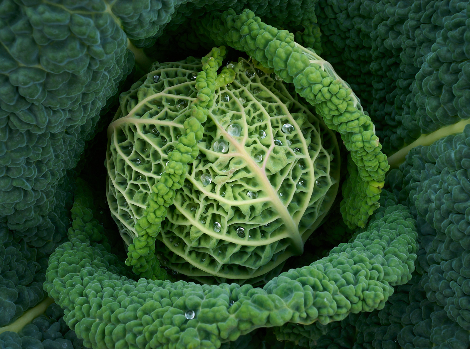  Inverewe Garden, savoy cabbage 