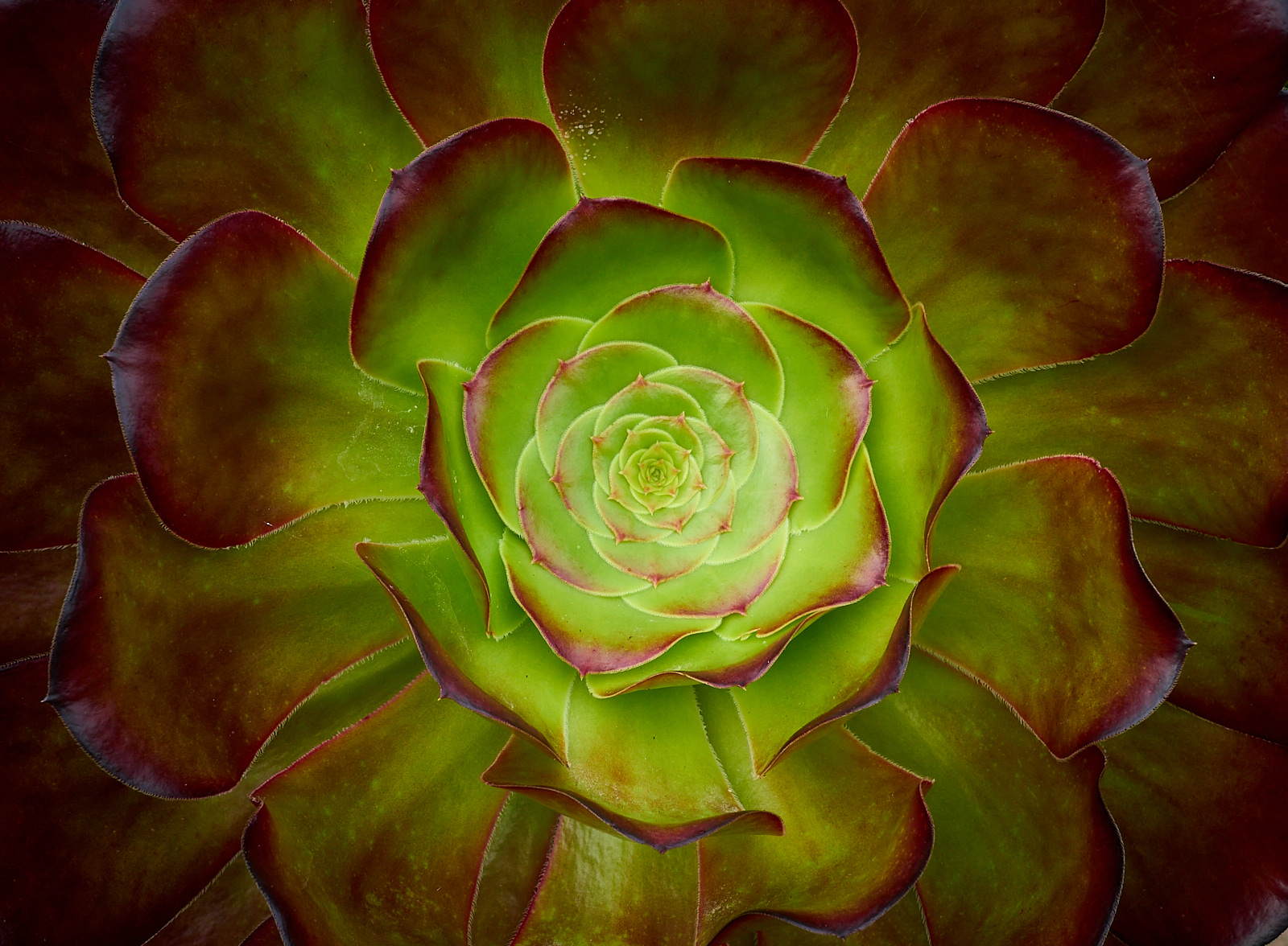  Inverewe Garden, houseleek 