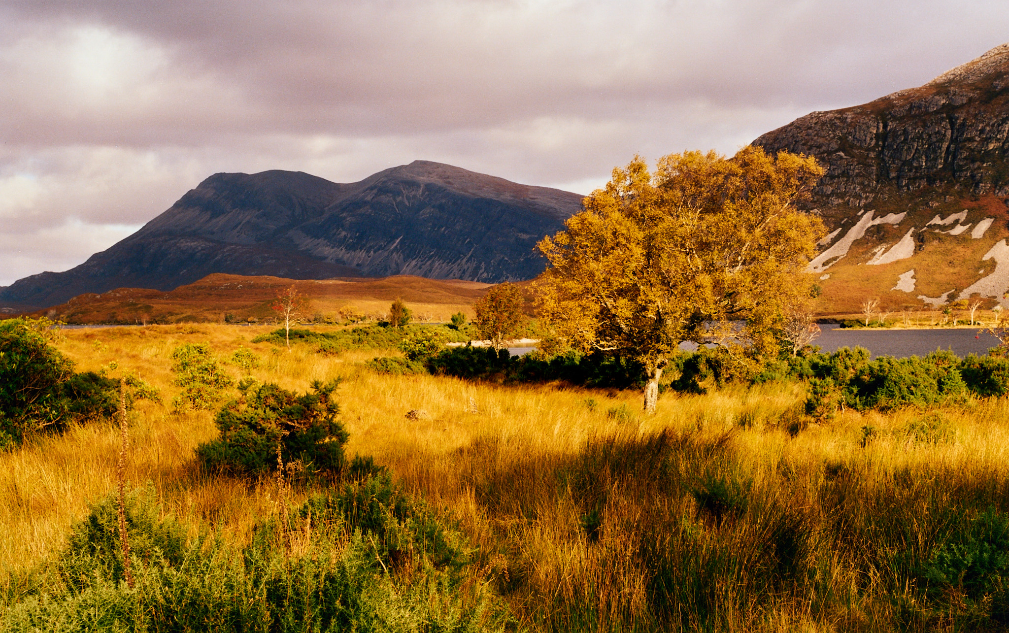  Tree near Loch More 
