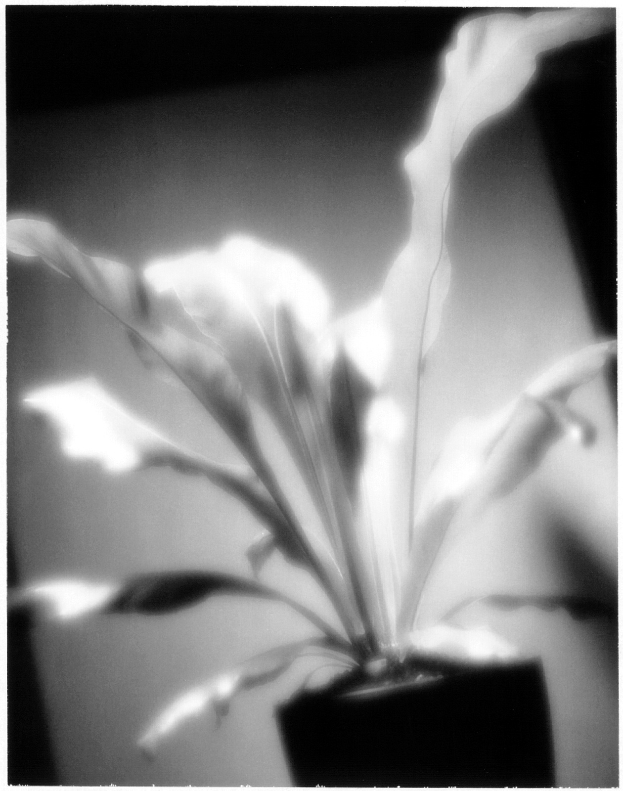  Polaroid Proof of a Plant 