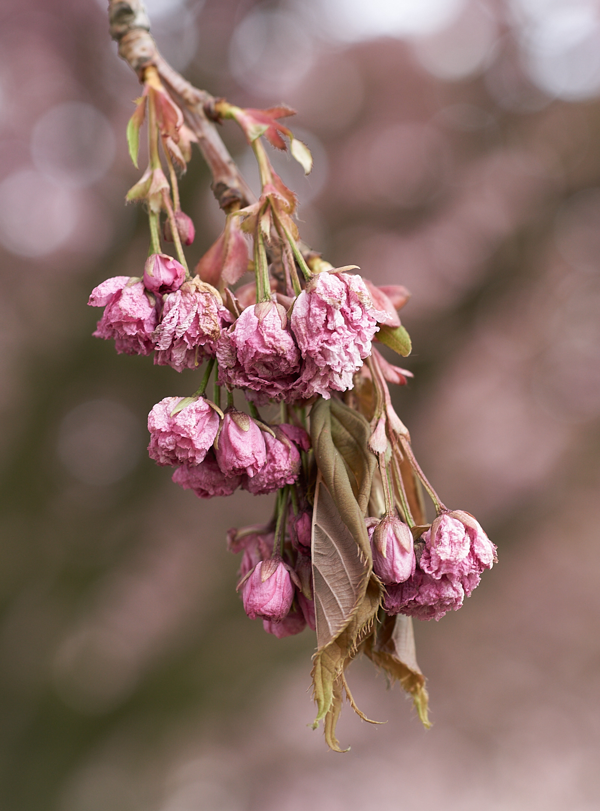 Cherry blossom Vanitas