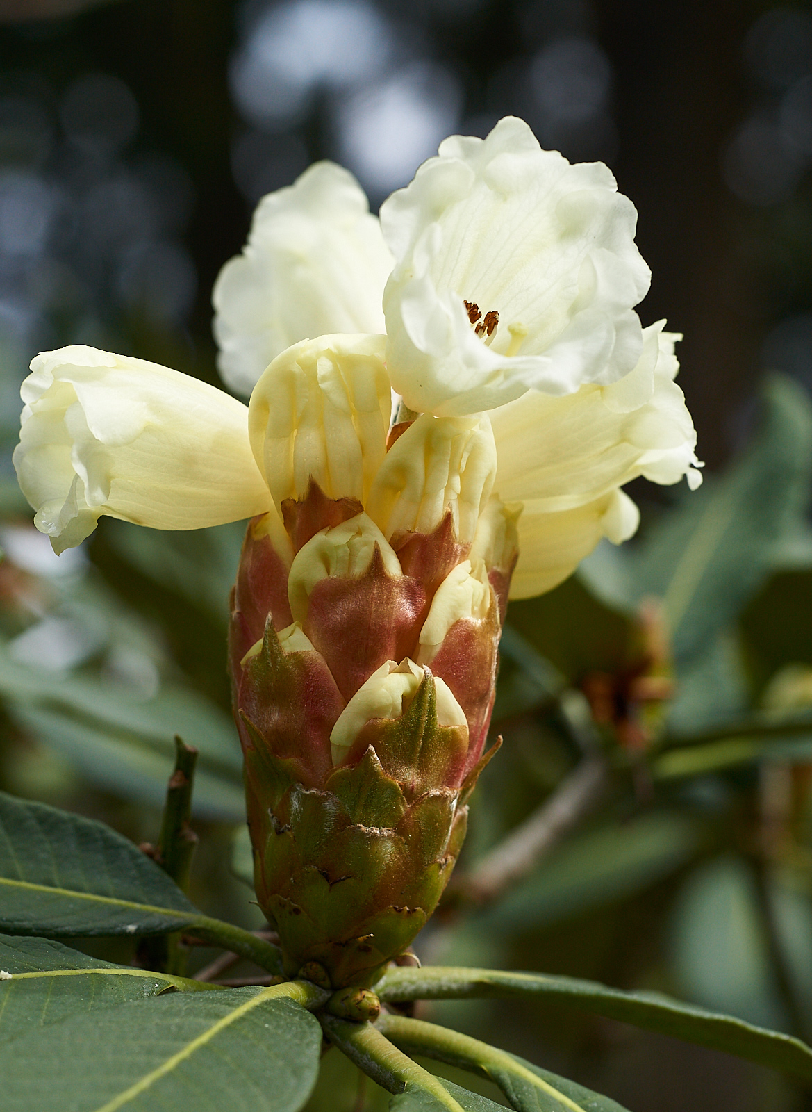 Rhododendron (RBGE)