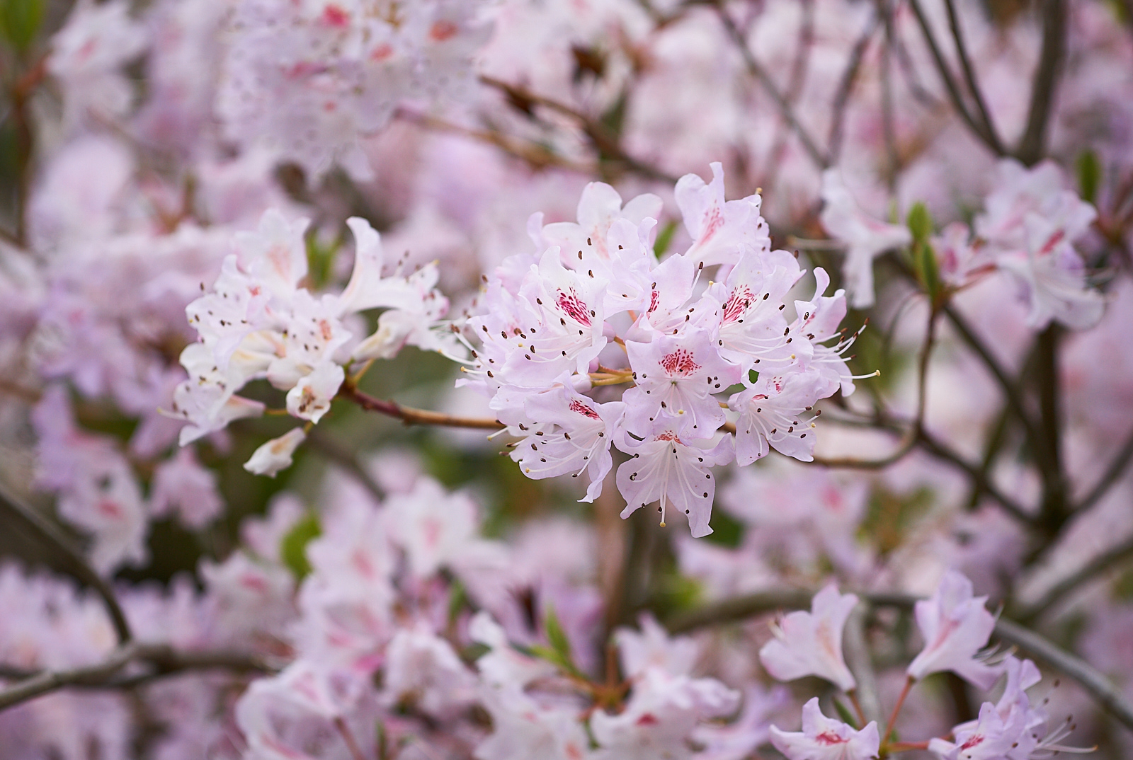 Rhododendron (RBGE)