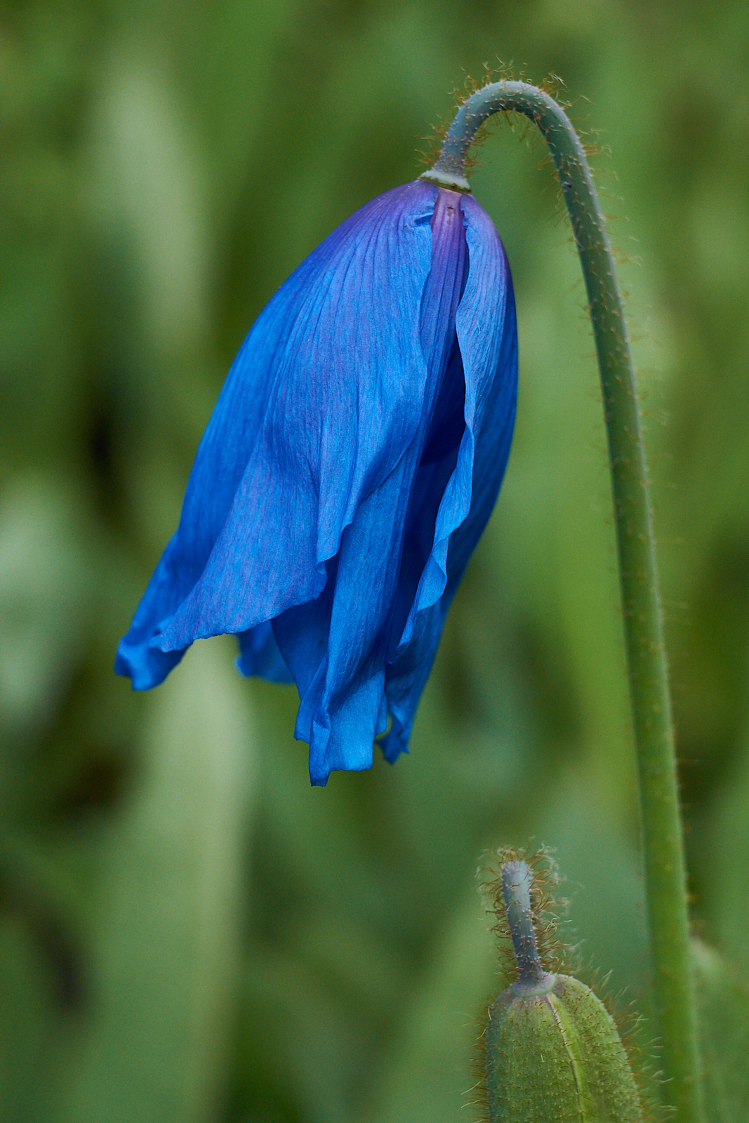Blue Poppy (RBGE)