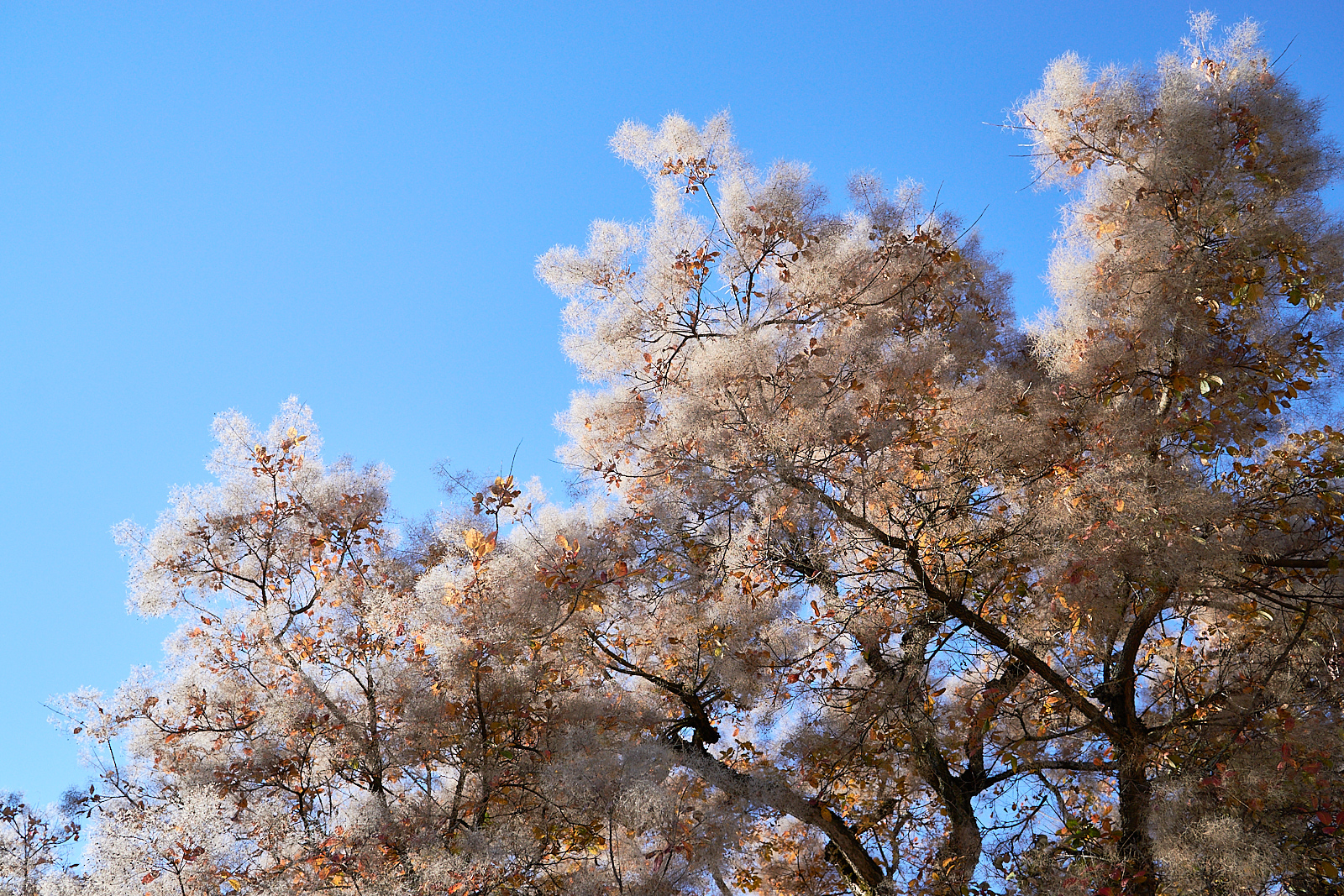  Tree in Bellinostraße 