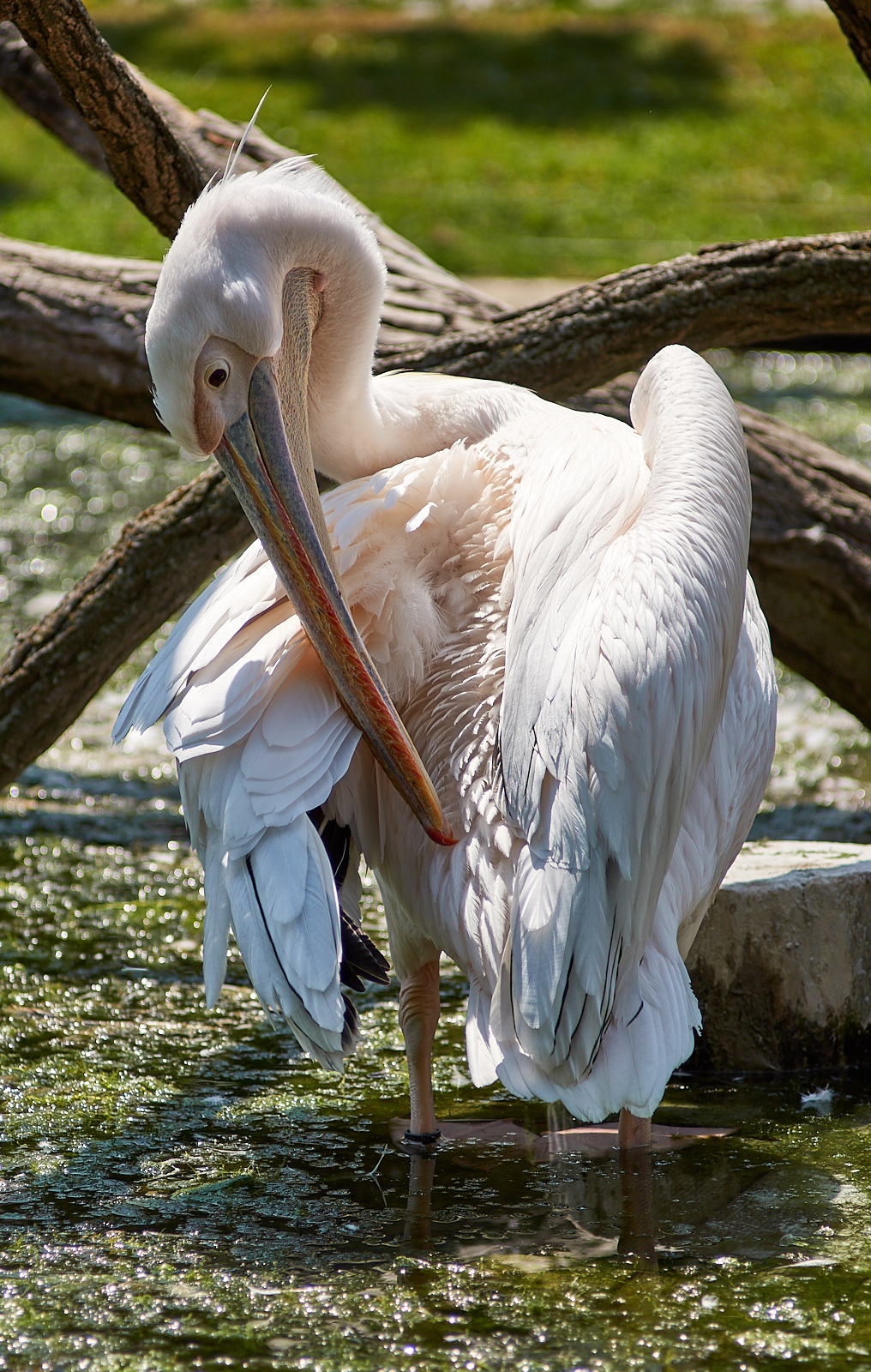  Pelican 