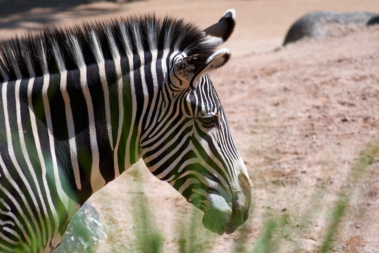  Zebra 