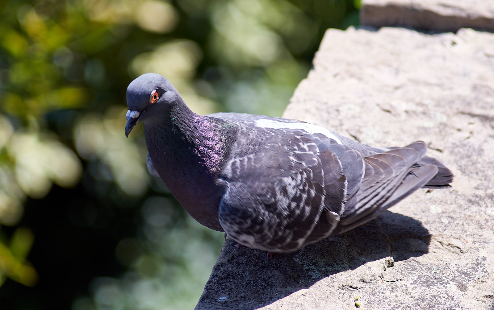  Pidgeon 